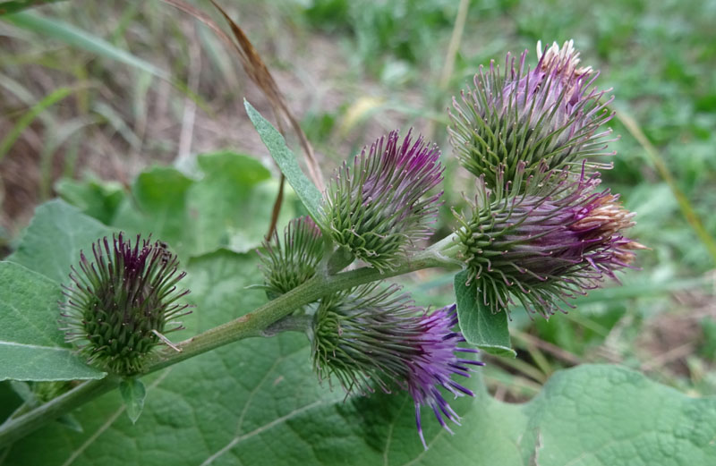 Arctium sp. - Asteraceae